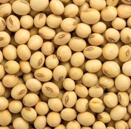Soybean