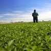 man-standing-in-mint-field_img_6269_2022-01_v1_lores